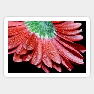 Red Gerbera Flower Sticker